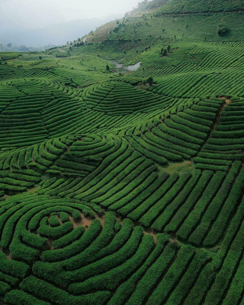 Tranquil Mountain Landscape with Green Tea Terraces Majestic tea plantation in a tranquil rural scene, embracing nature’s beauty. Stock Free