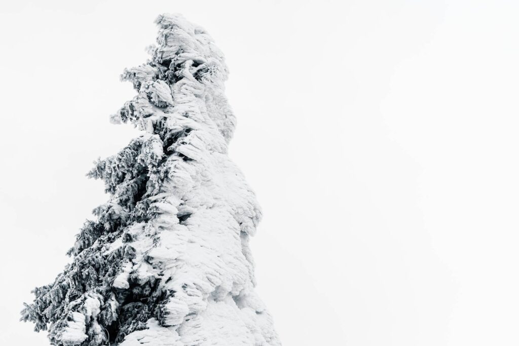 Tree Covered with Snow Free Photo