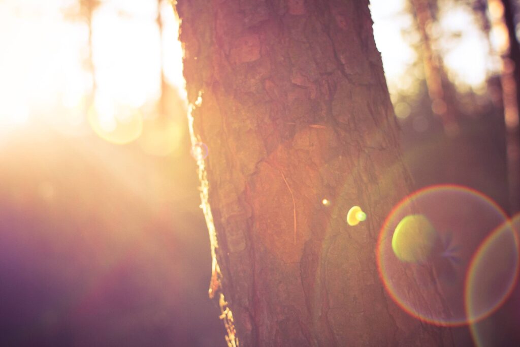 Tree in Morning Sunlights Free Photo