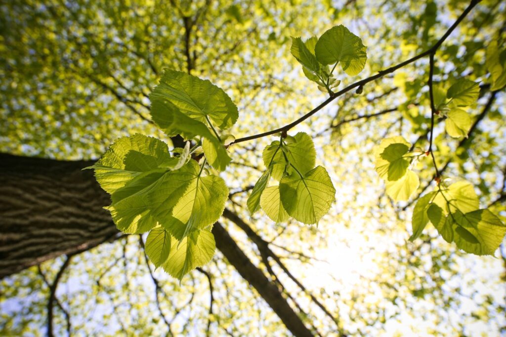 Tree Leaves and The Treetops Free Photo