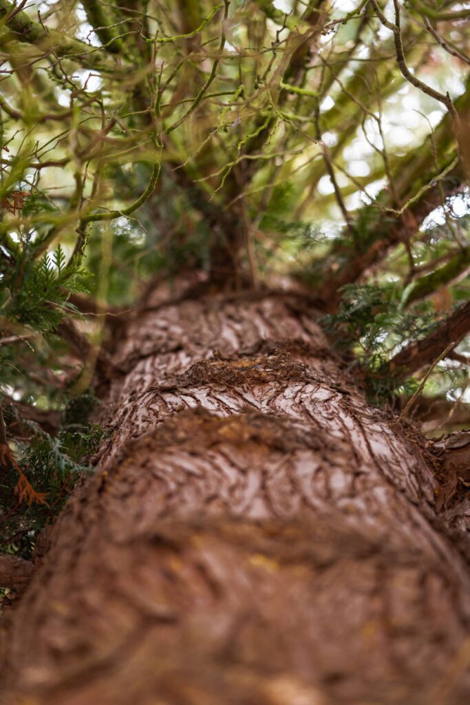 Tree Trunk Bottom View Close Up Free Photo