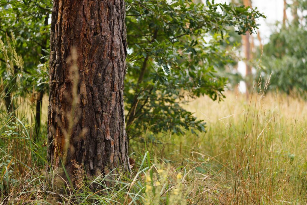 Tree Trunk in Forest Close Up Free Photo