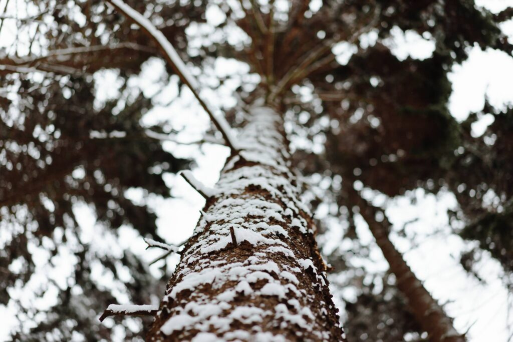 Tree Trunk in Winter Free Photo