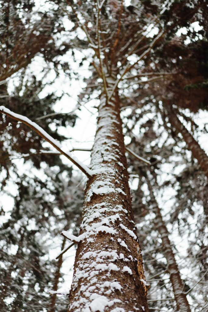 Tree Trunk in Winter Vertical Free Photo