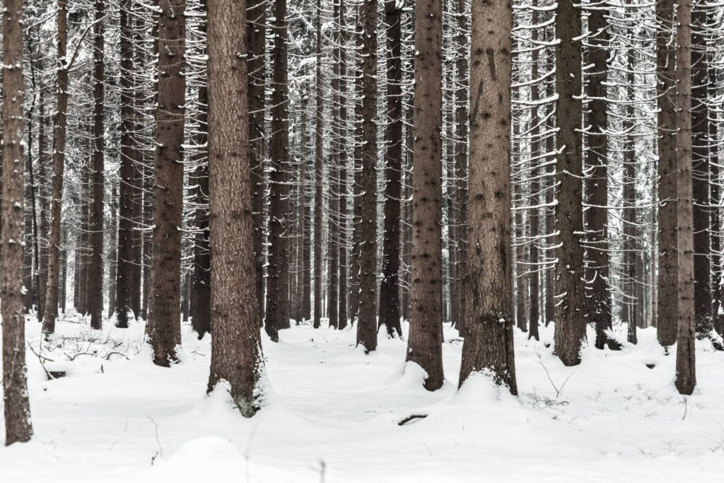 Tree Trunks in Winter Forest Snow in Woods Free Photo