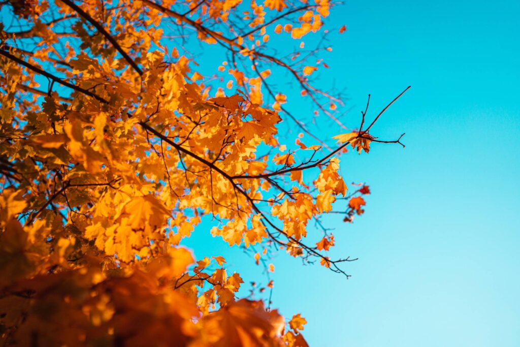 Tree with Brown Fall Leaves against Blue Sky Free Photo