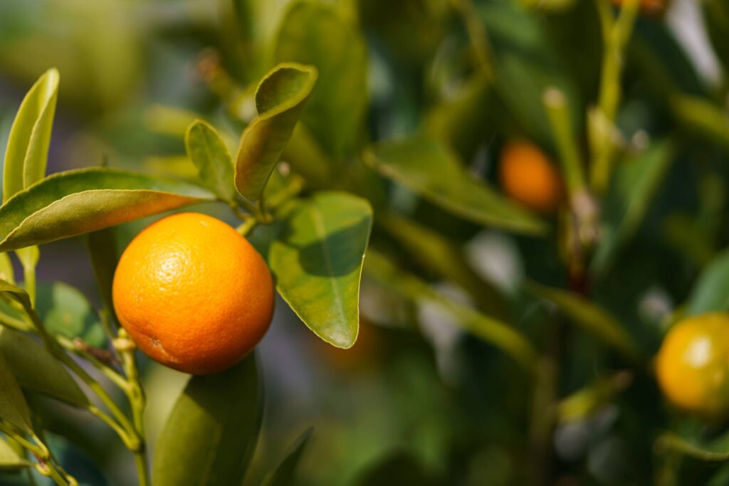 Tree with Mandarin Fruits Free Photo