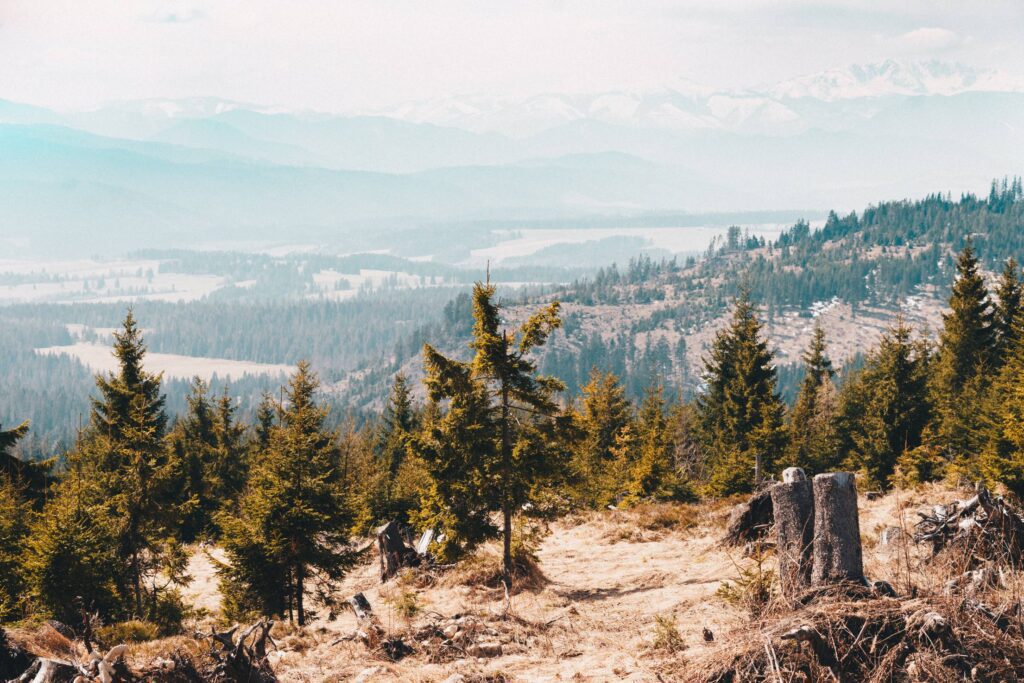 Trees in the Mountains Scenery Free Photo