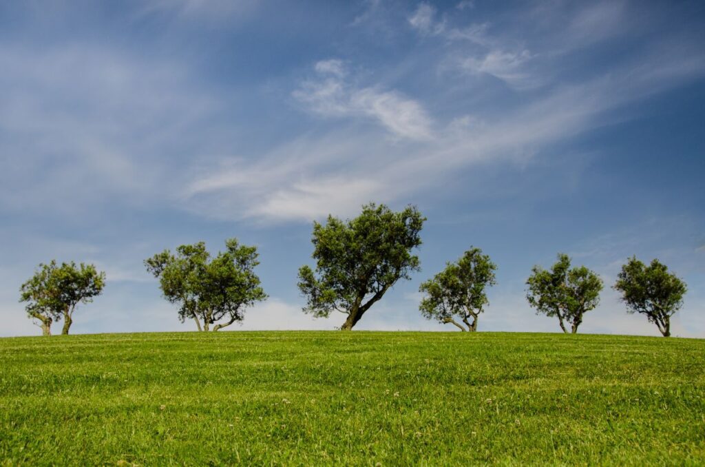 Trees on a hill Stock Free