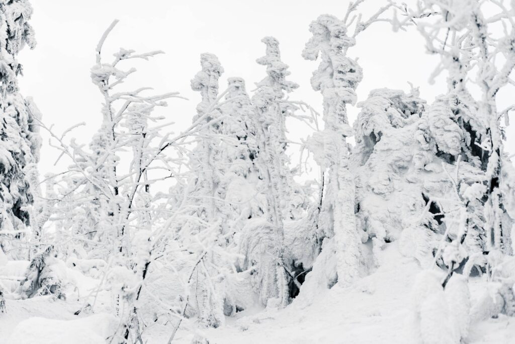 Trees Under Heavy Snow Free Photo