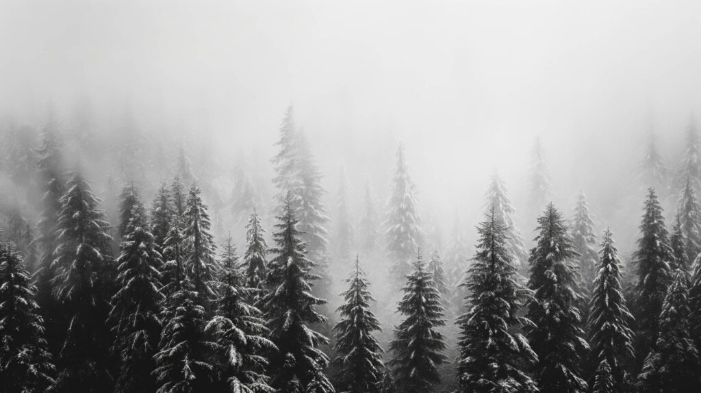 Treetops in Winter Foggy Nature Stock Free