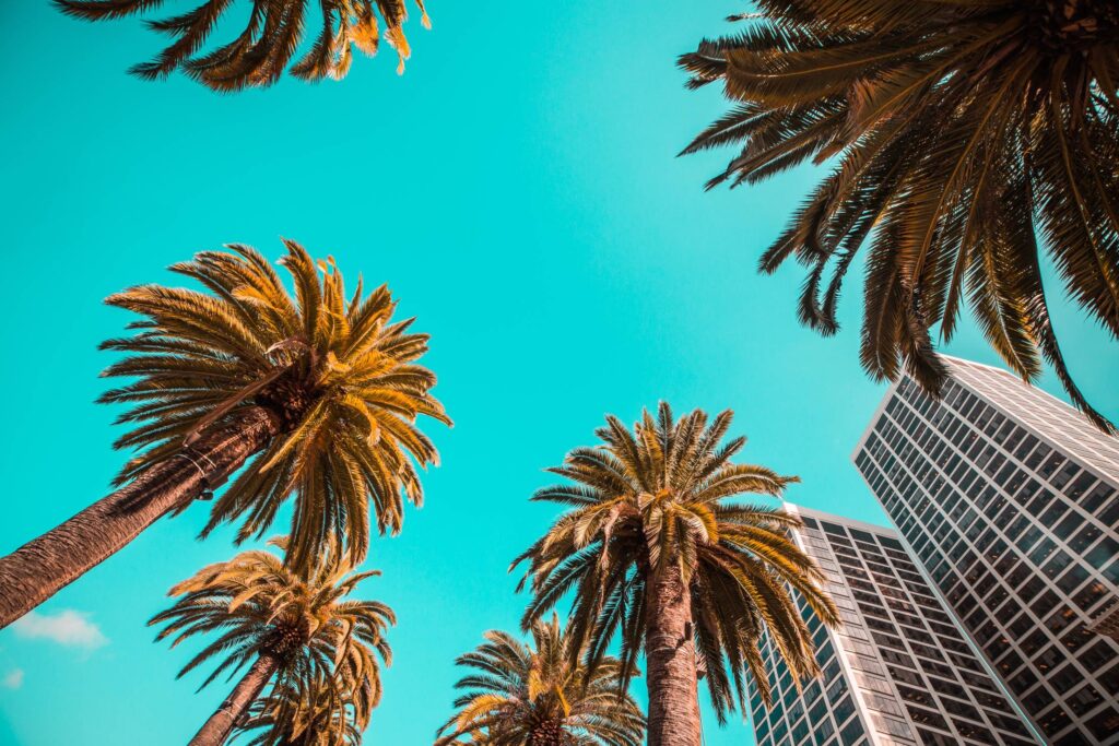 Tropical Beach Palms from Below Against Clear Sky Free Photo