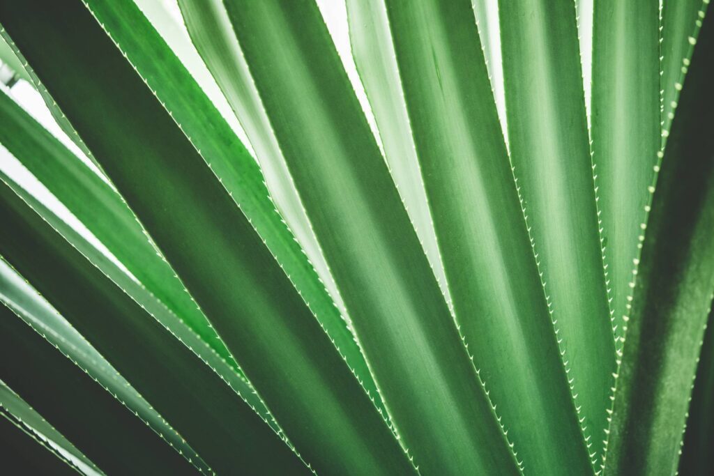 Tropical Plant Close Up Minimalistic Background Free Photo