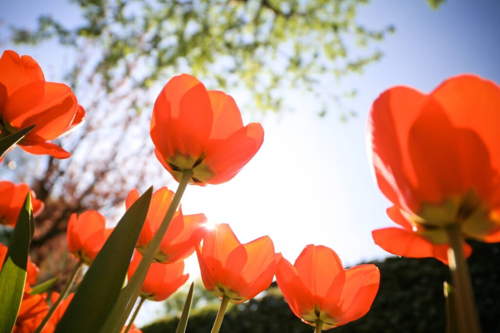 Tulips from Below Free Photo