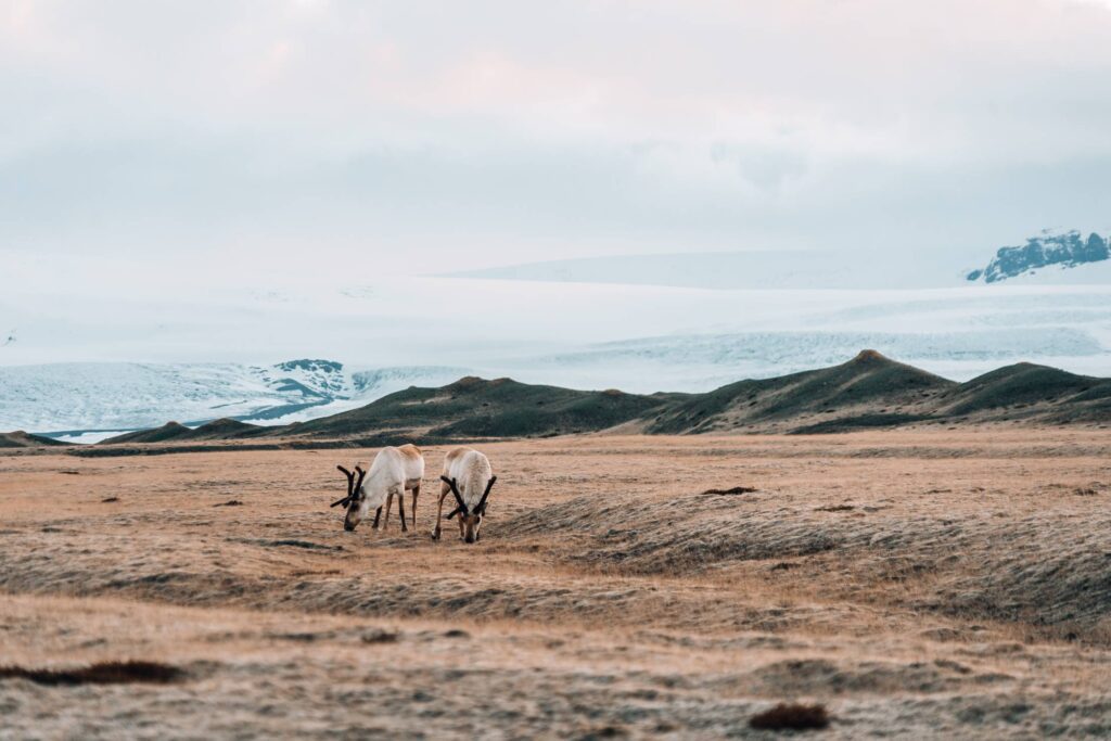 Two Beautiful Reindeer in Icelandic Landscape Free Photo