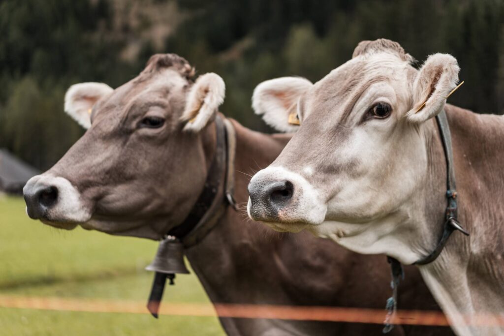 Two Cows Portrait Close Up Free Photo