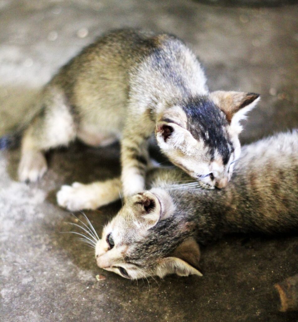 Two Kittens Playing Stock Free