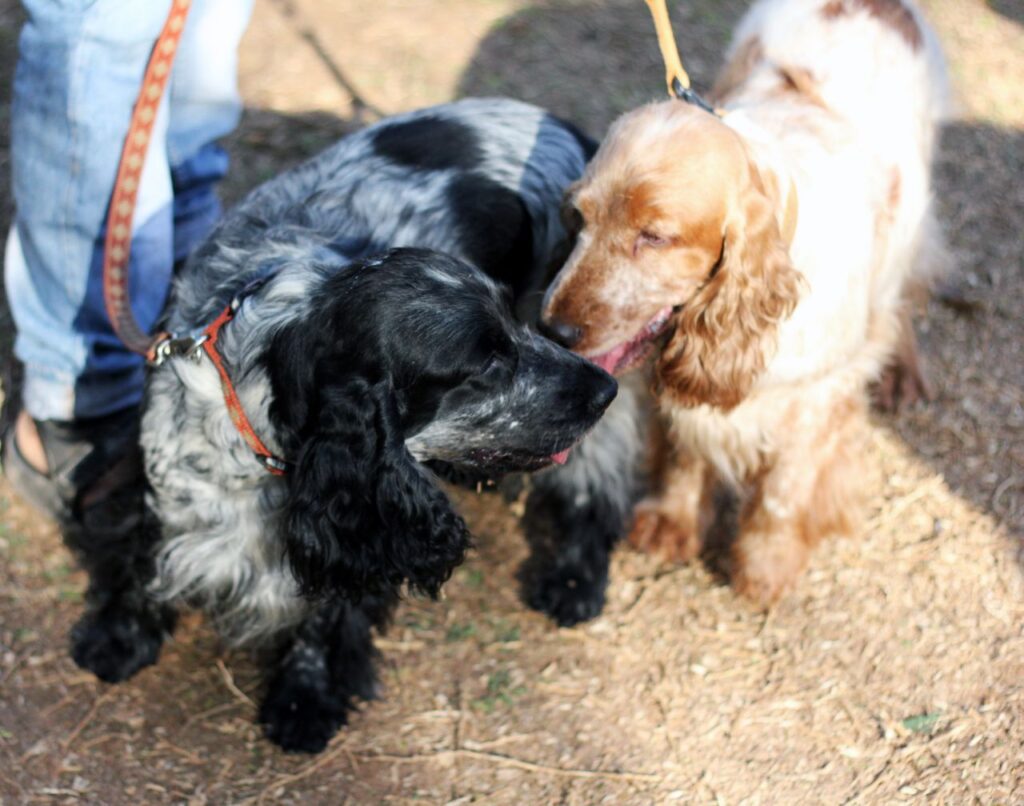 Two Spaniel Dogs Stock Free