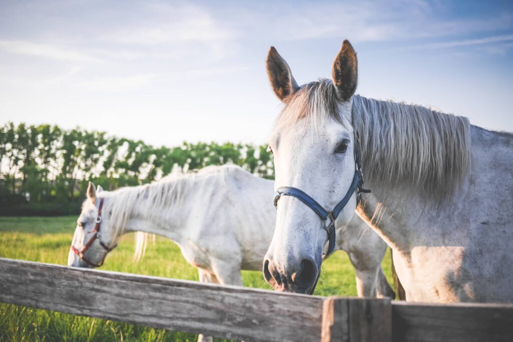 Two White Horses on Grand Pasture Free Photo