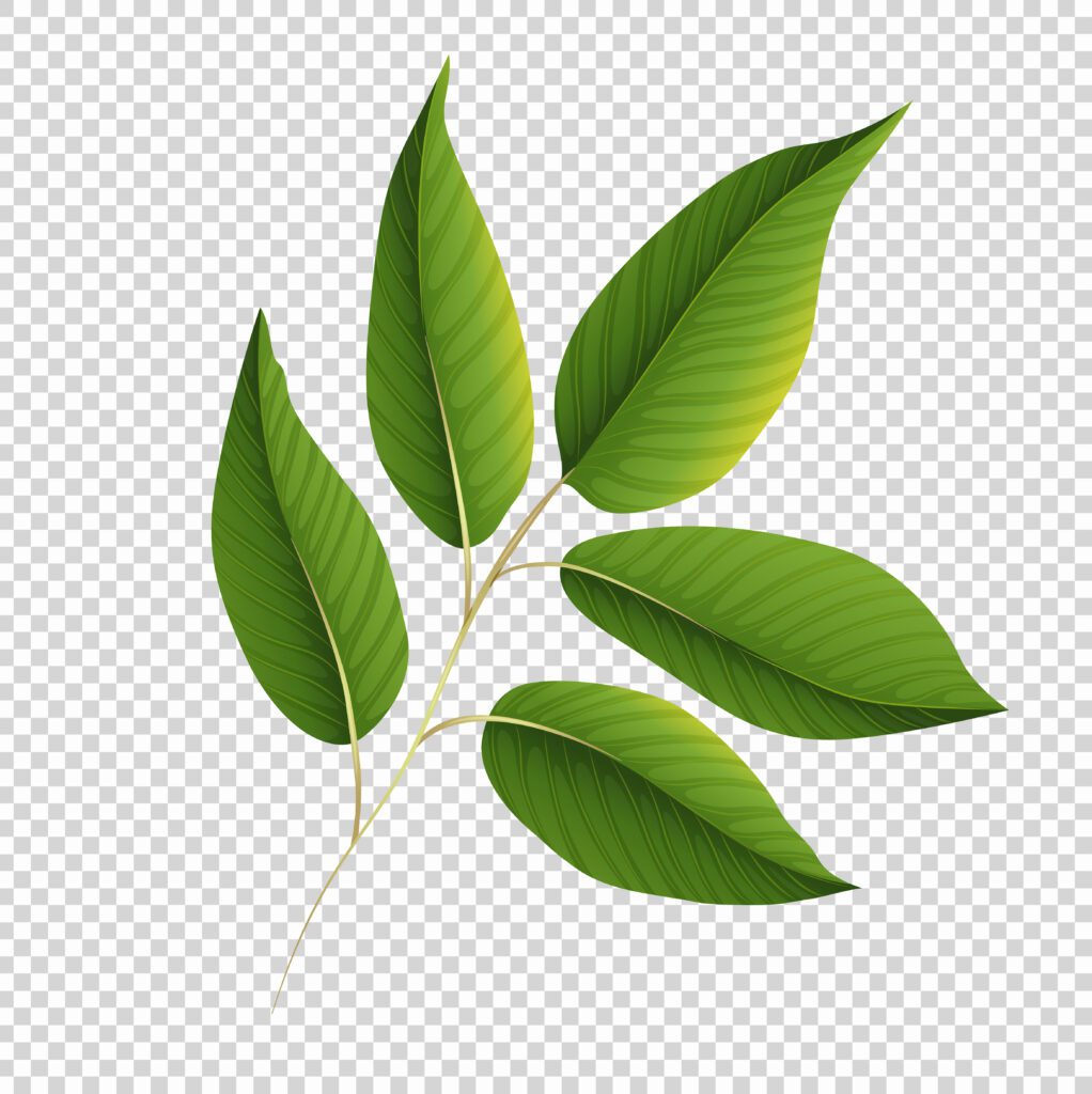 Green leaves on transparent background Free Vector