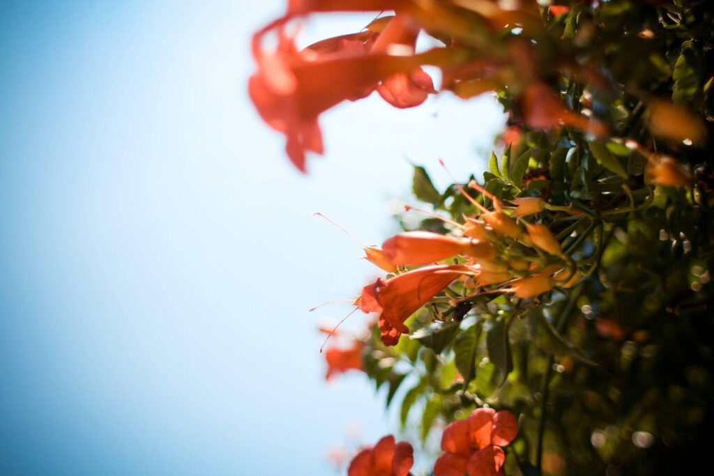 Venice Flowers Free Photo