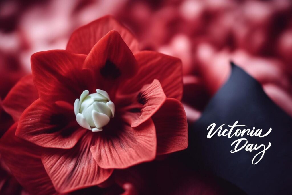 Victoria day with red flower background, Stock Free