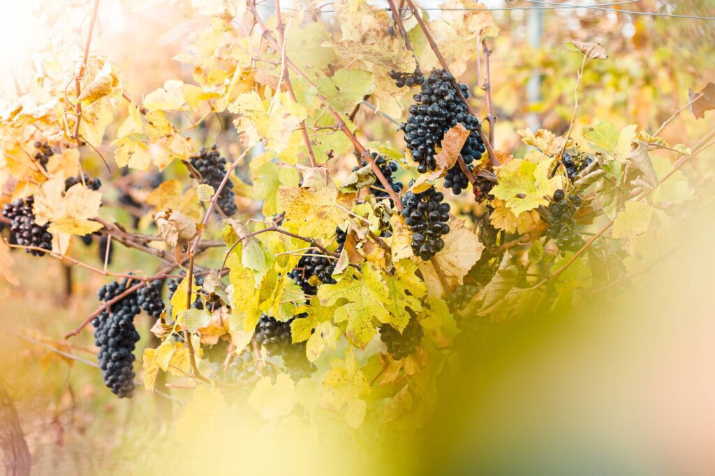 Vineyard Full of Blue Grapes Free Photo