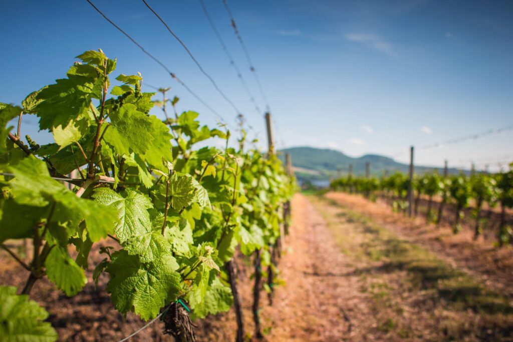 Vineyard: Waiting For The First Grapes Free Photo