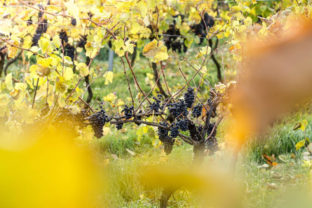 Vineyard with Concord Grapes Free Photo