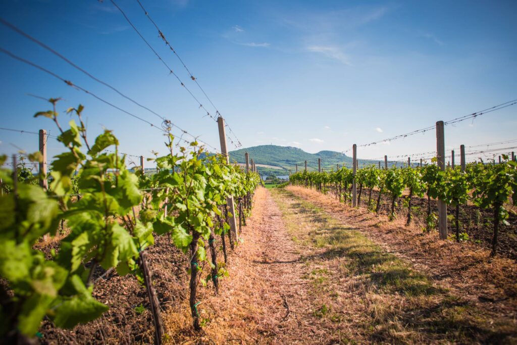 Vineyards and Palava hills, Czech Republic Free Photo