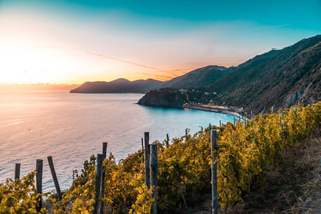 Vineyards on Italian Coast Free Photo