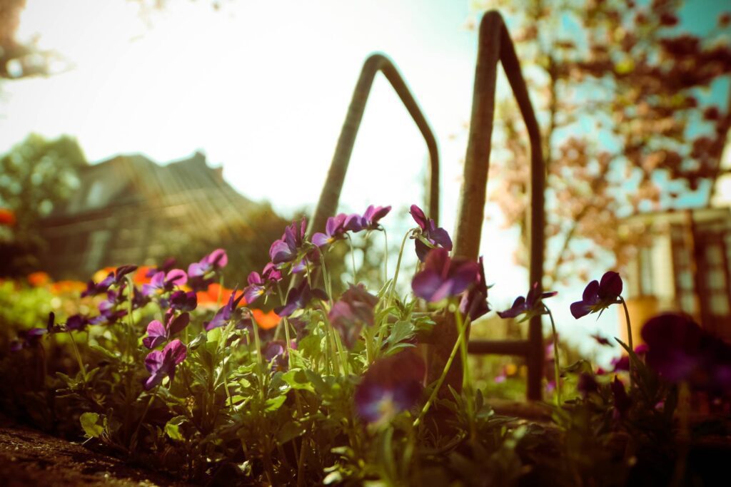 Violet Flowers from Below Free Photo