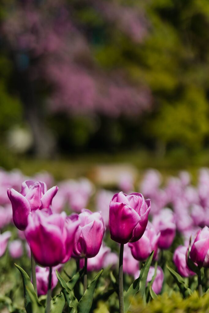 Violet Garden Tulips Free Photo