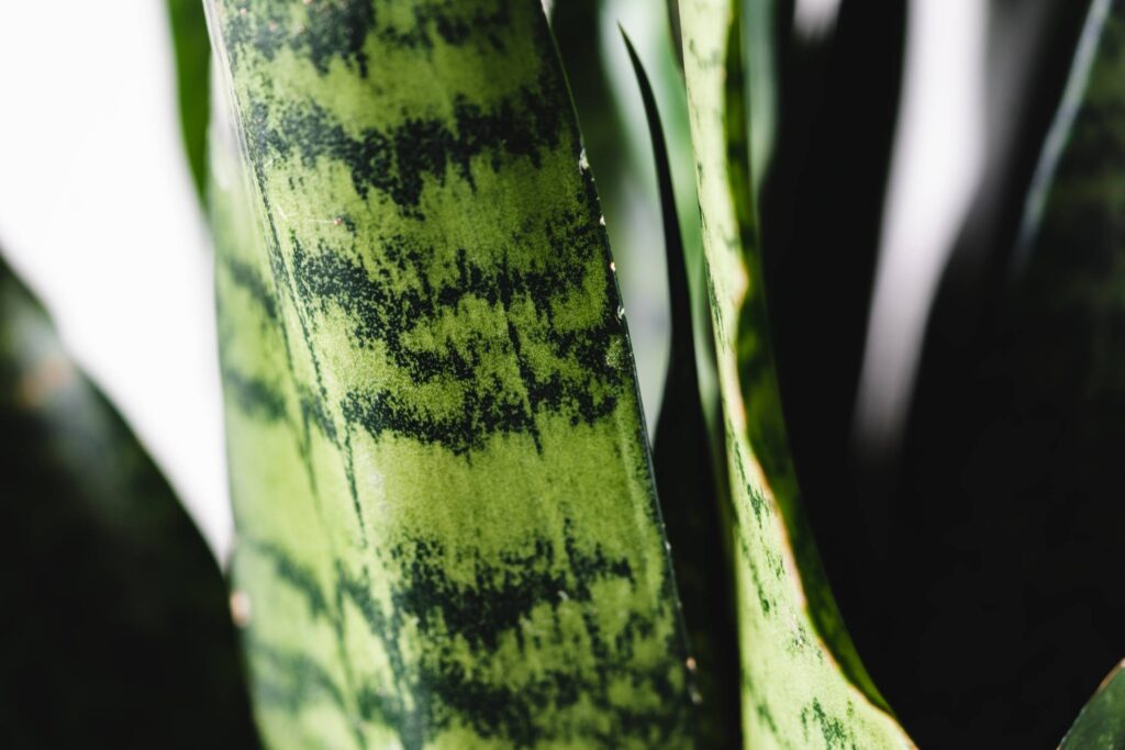 Viper’s Bowstring Hemp Leaf Close Up Free Photo