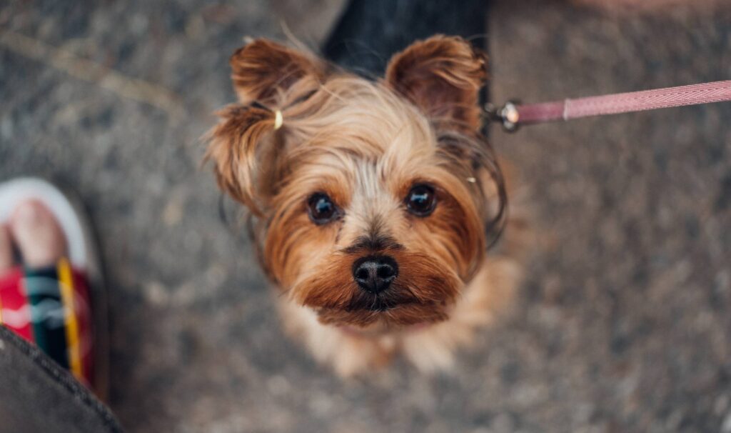 Walking Cute Yorkshire Terrier Free Photo