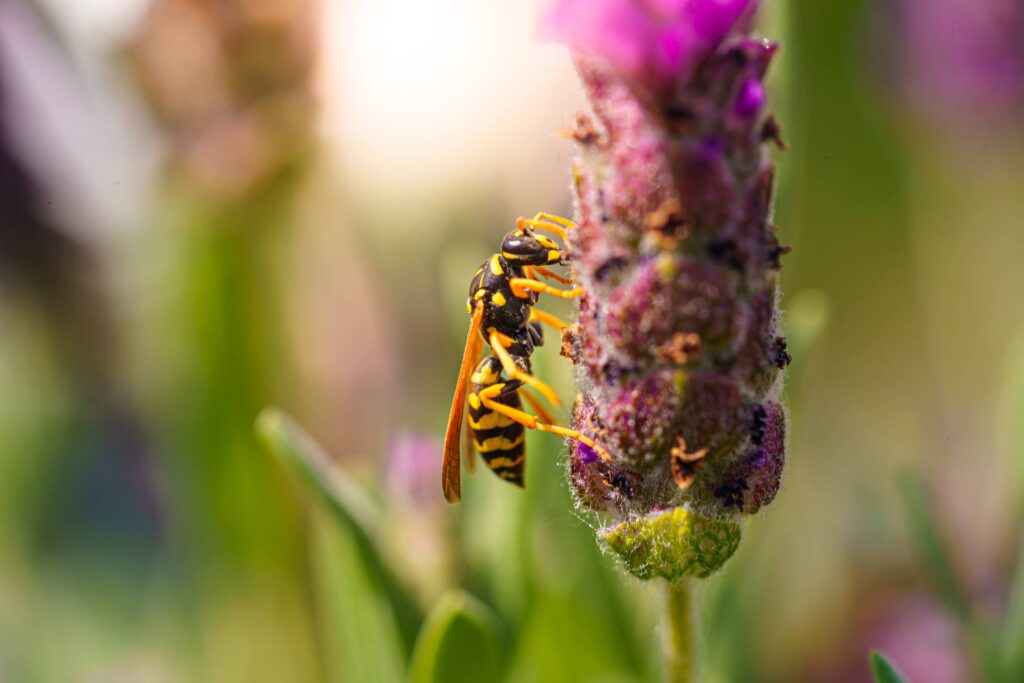 Wasp on Lavender Flower Free Photo