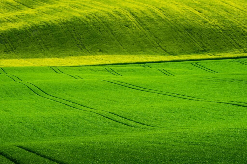 Wavy Green Wheat Fields Free Photo