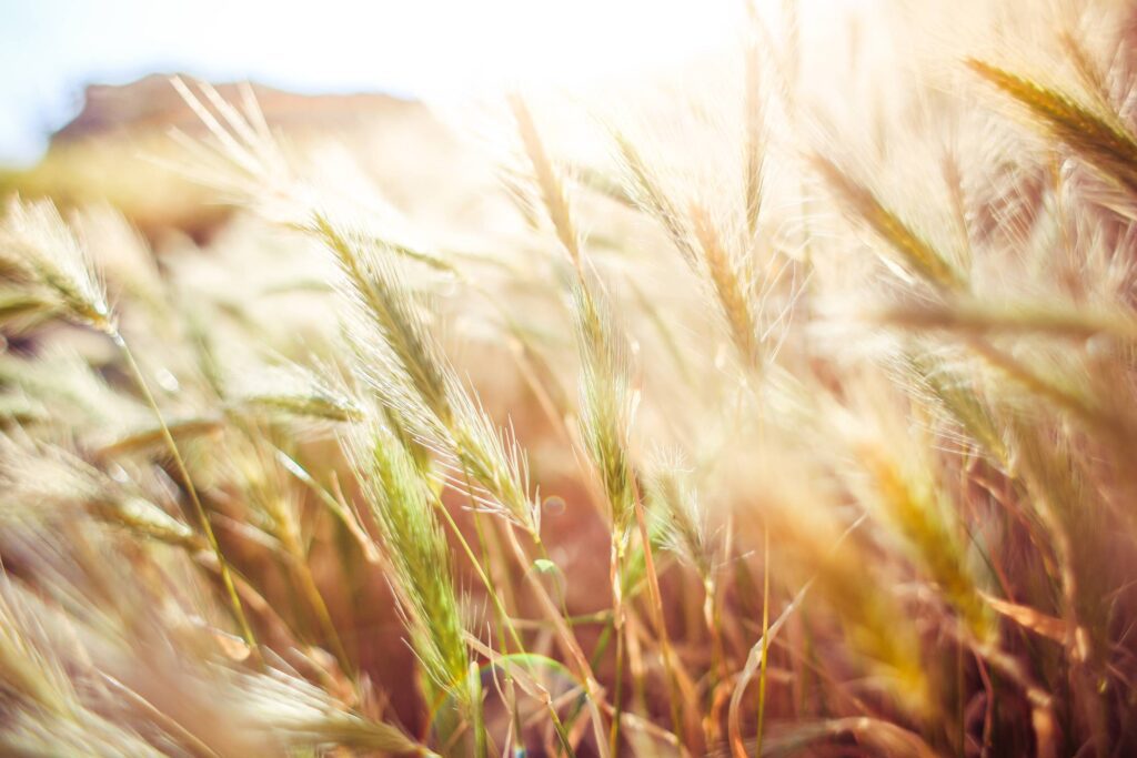 Wheat Close Up Free Photo