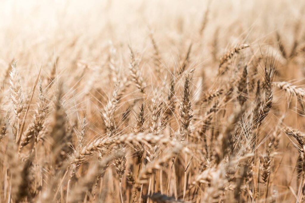 Wheat Field Close Up Free Photo