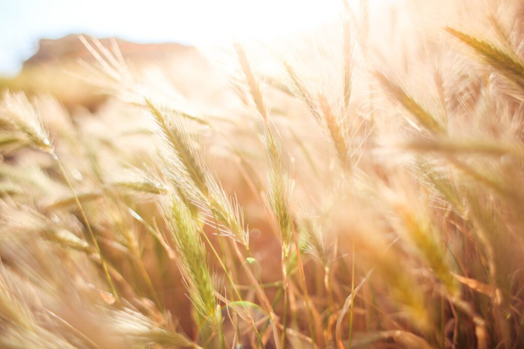 Wheat Field in Sun Close Up Free Photo