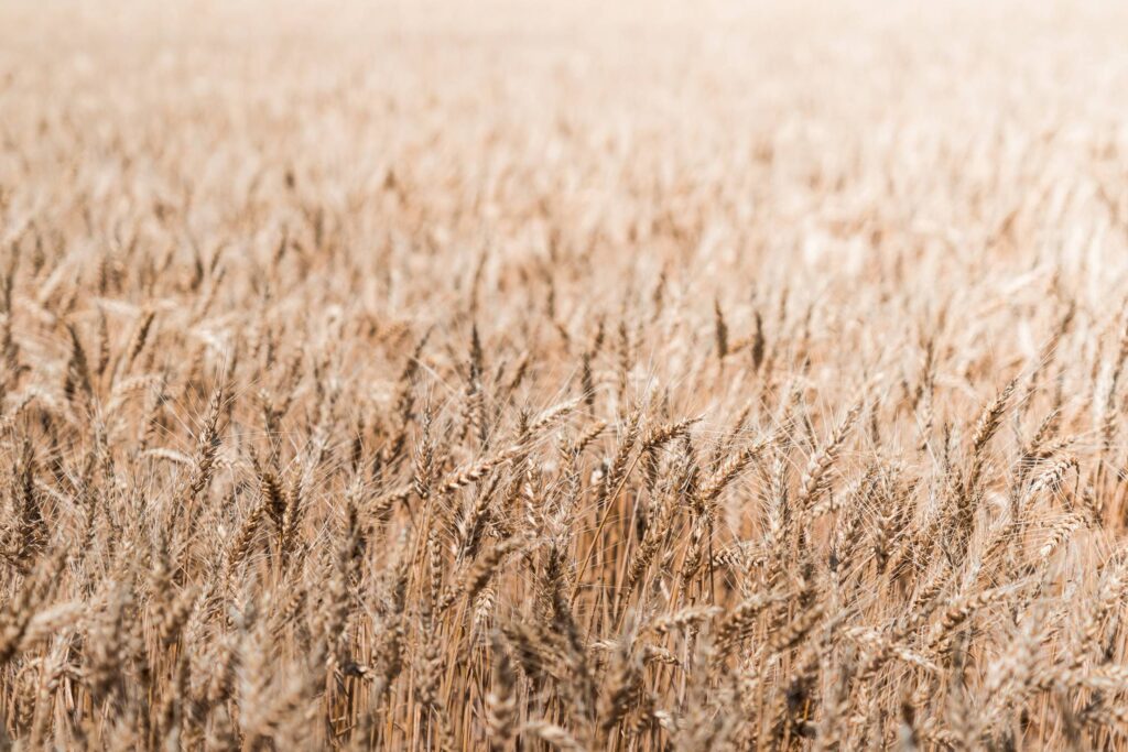 Wheat Fields Free Photo