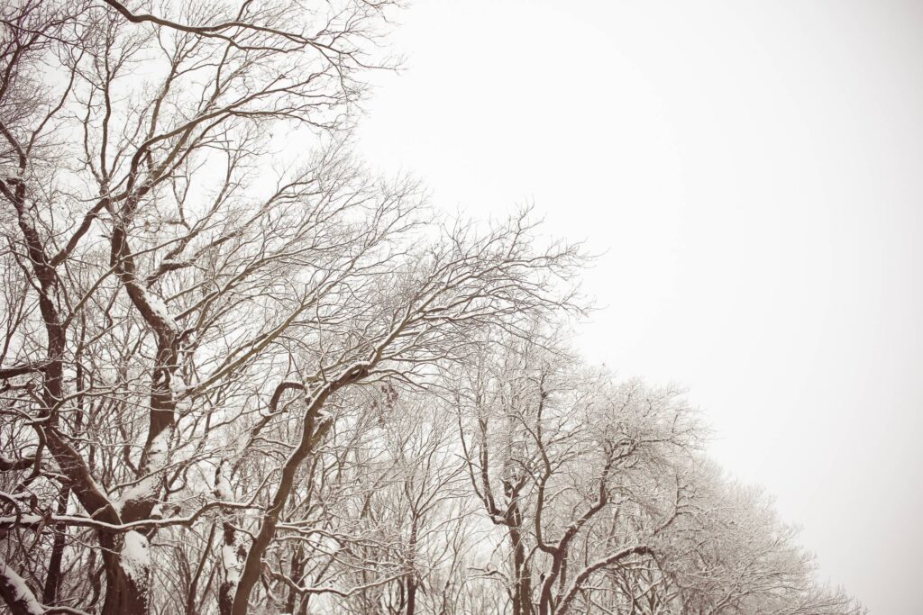 White and Brown Snowy Forest Free Photo