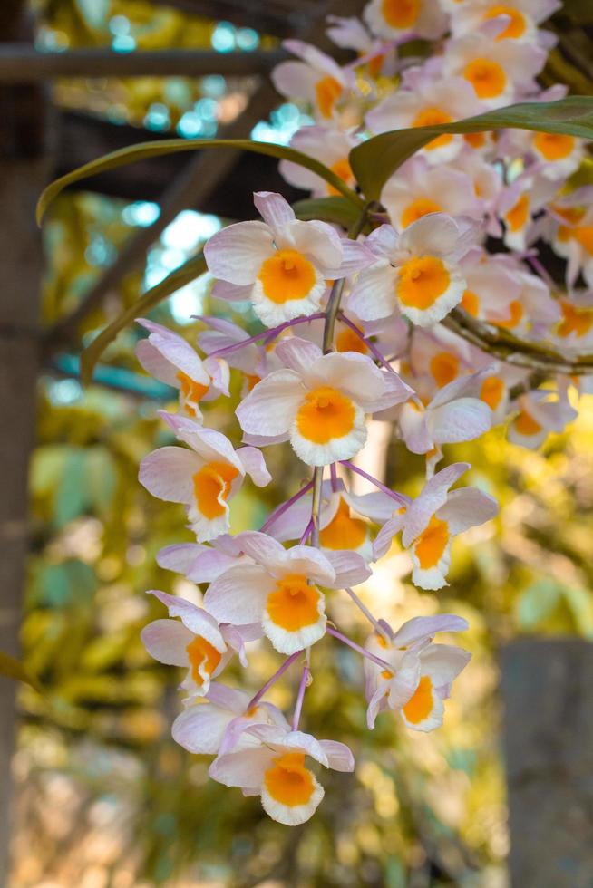 
									white and yellow orchids flower on a leaf and flower blured background.spring orchid flowers taken at an exhibition in Thailand during the day time.selective focus. Stock Free