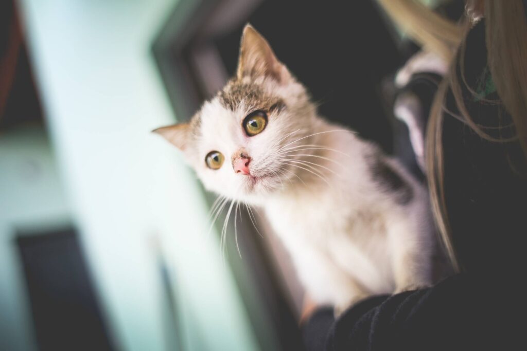 White Cat In Her Arms Free Photo