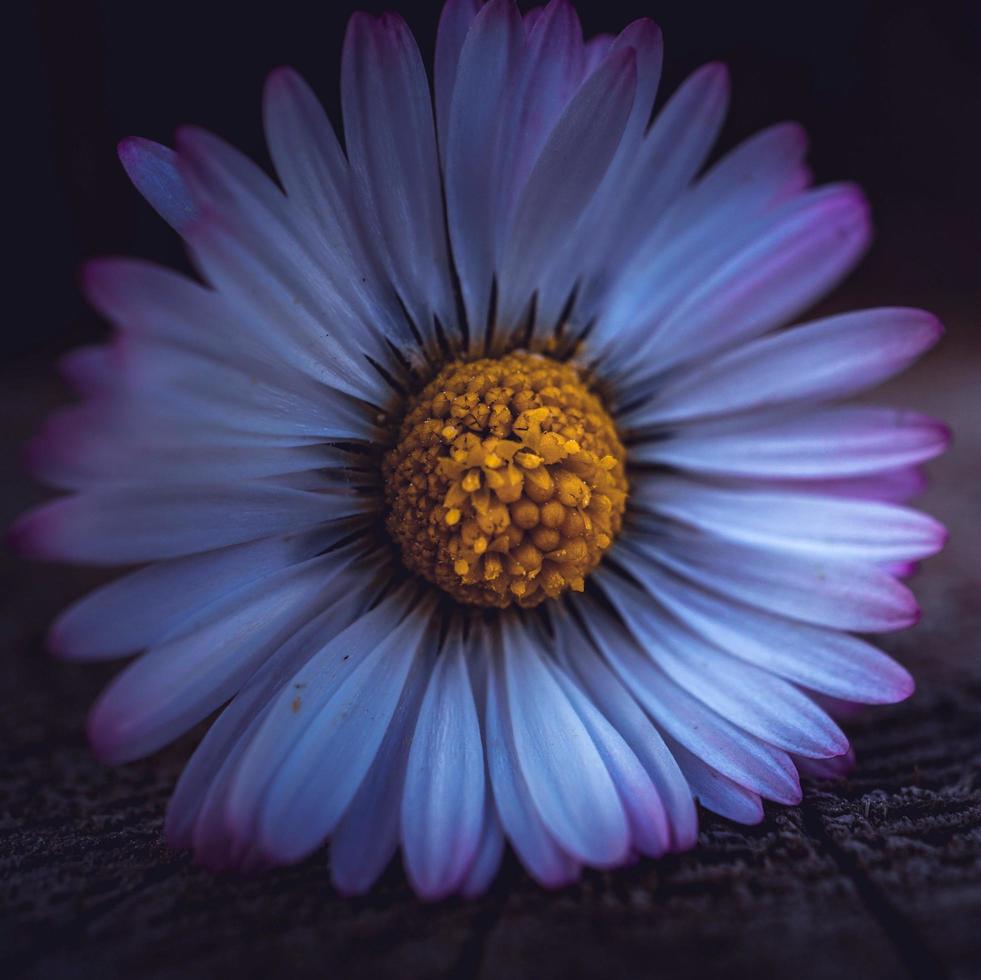 White daisy flower in the spring season Stock Free