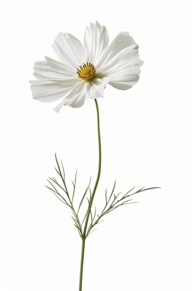 White Flower Against White Background Stock Free