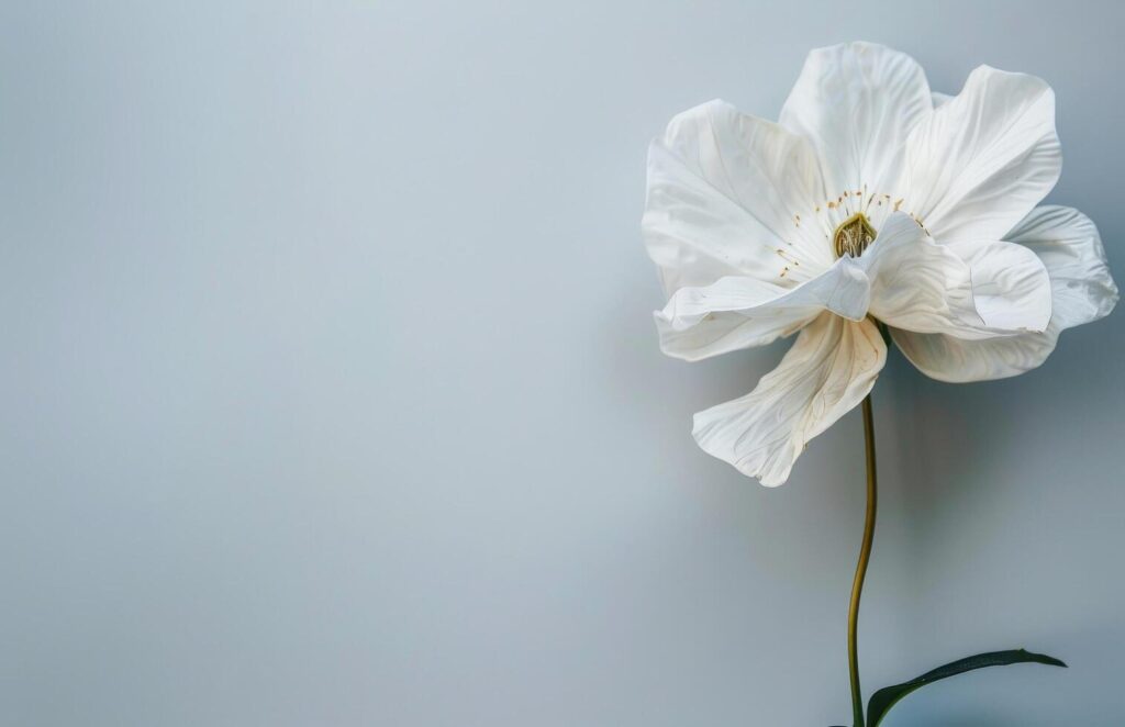 White Flower on Blue Background Stock Free