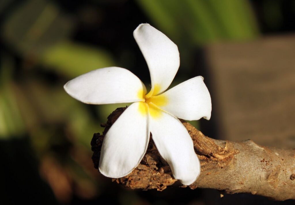 White Flower Stock Free