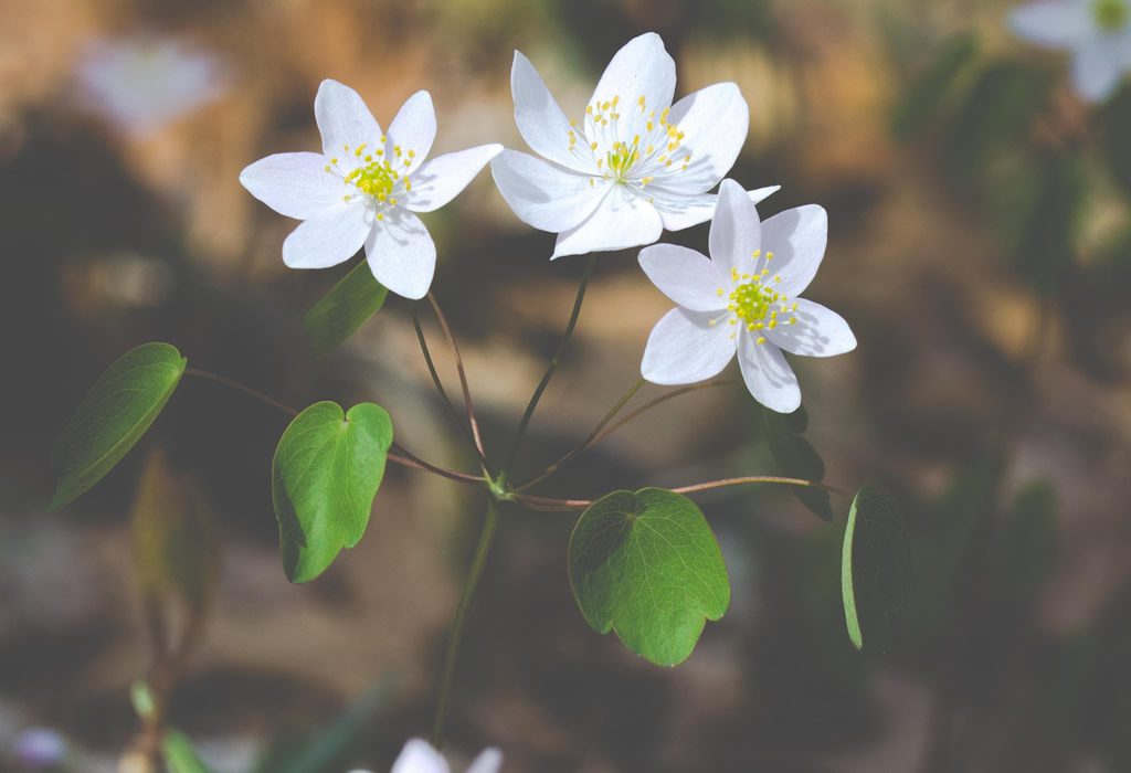 White Flowers in Spring Free Stock HD Photo