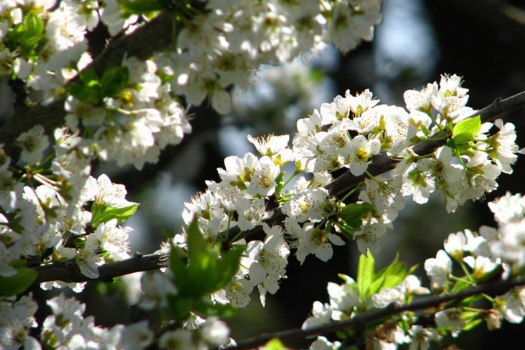 White fruit-tree blossoms 2 Stock Free